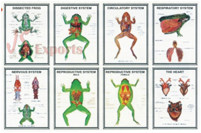ZOOLOGY-III FROG (Set of 8)